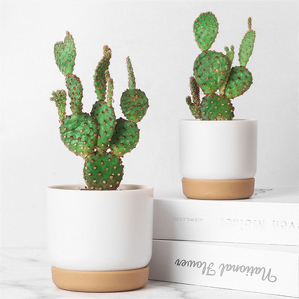 Круглые горшки для суккулентов – обзор и цена Echeveria Succulent