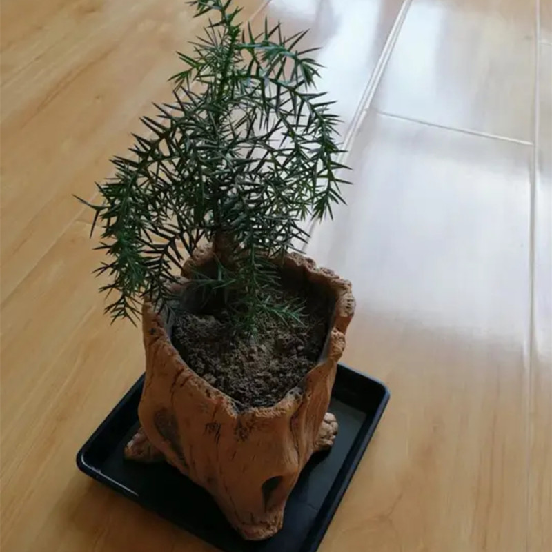 Имитация деревянных кольев, ко – обзор и цена Echeveria Succulent